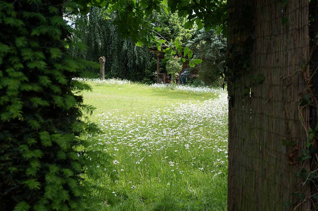 Margeritenwiese Blumenwiese Orchideenwiese